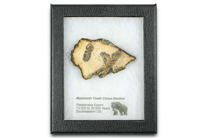 Mammoth Molar Slice With Case - South Carolina #377757